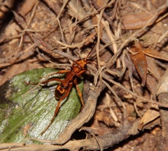 Sphictostethus apogonus