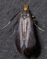 Dichomeris nonstrigella