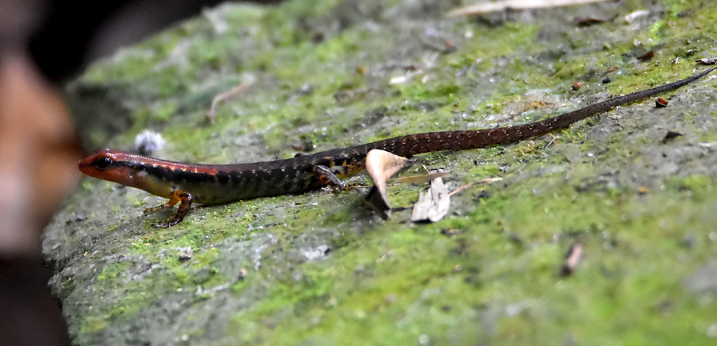 Steere's Sphenomorphus