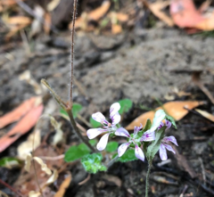 Pelargonium littorale