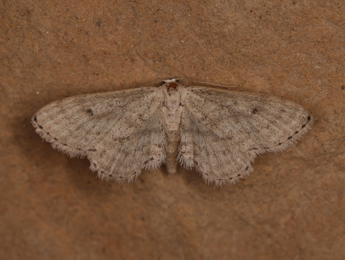 Scopula larseni
