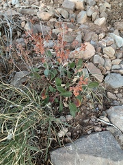 Eriogonum wootonii
