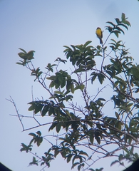 Myiozetetes granadensis