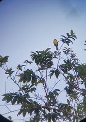 Myiozetetes granadensis