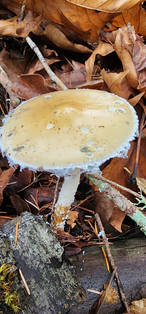 Stropharia ambigua · November 2025 · photo: © graylien (iNaturalist, cc-by)