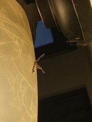 Amblyptilia pica