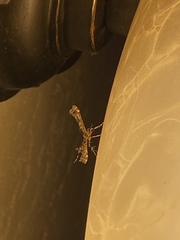 Amblyptilia pica