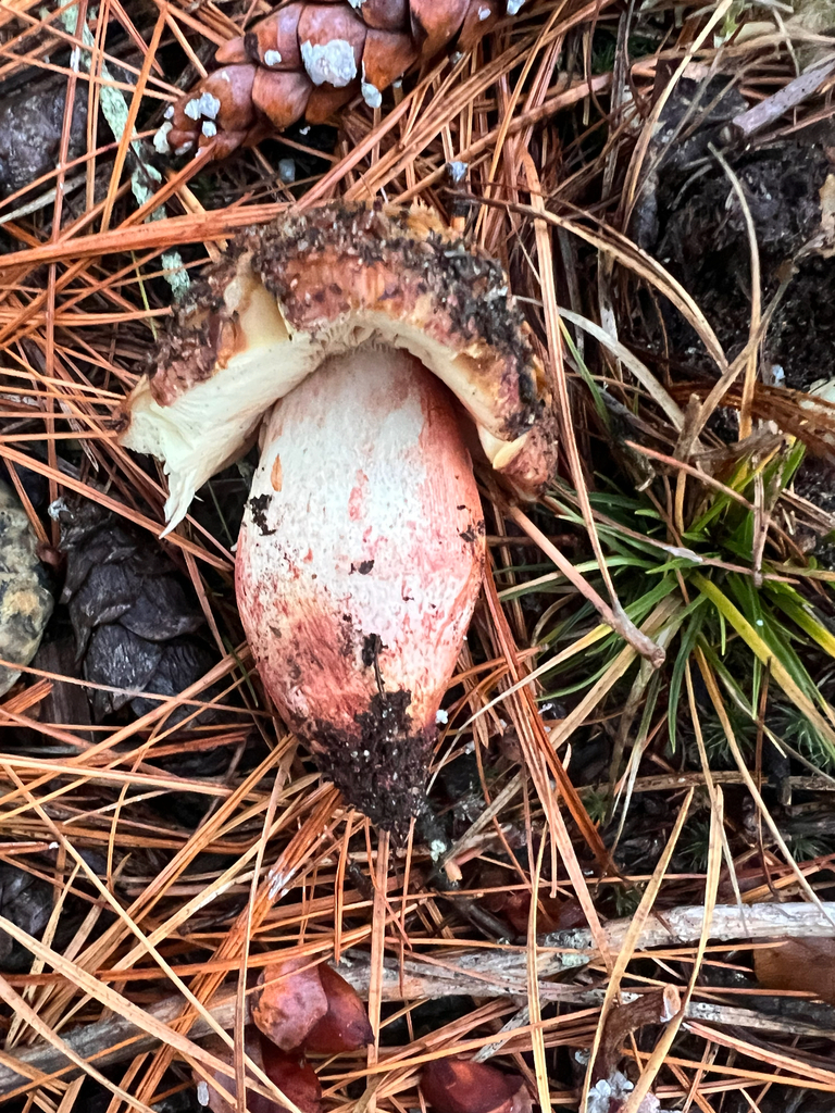 Russula ventricosipes