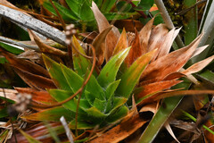 Paepalanthus costaricensis, photograph (c) Anders Hastings, some rights reserved (CC BY)
