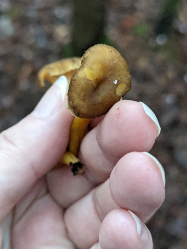 Craterellus tubaeformis · November 2025 · photo: © naturalist57011 (iNaturalist, cc-by)