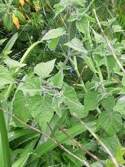 Physalis peruviana