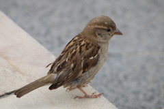Passer domesticus