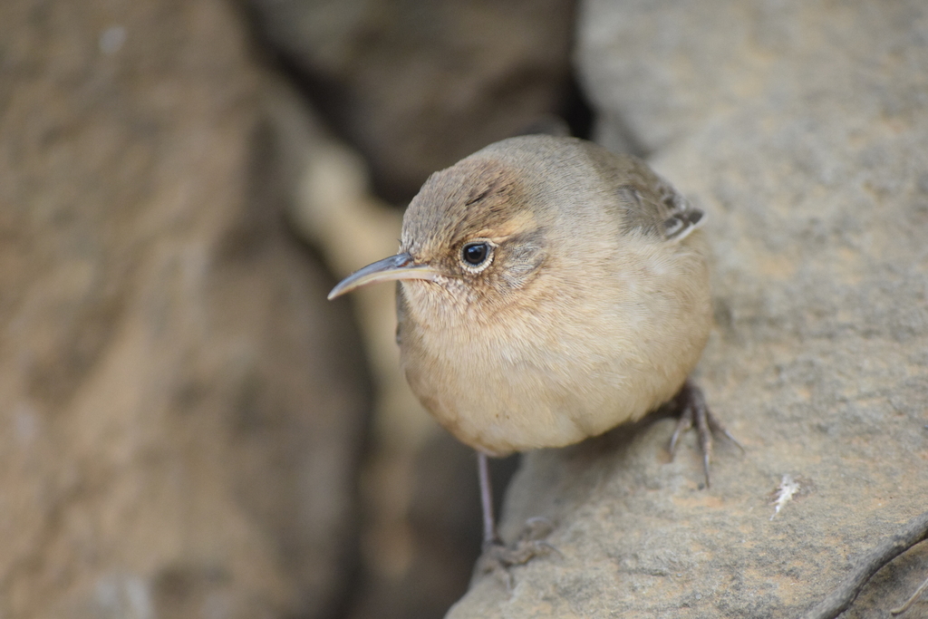 Socorro Wren photo