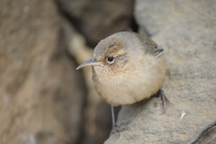 Socorro Wren photo 1