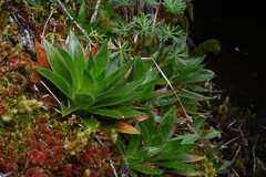 Paepalanthus costaricensis, photograph (c) Anders Hastings, some rights reserved (CC BY)