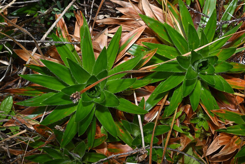 Paepalanthus costaricensis, photograph 4