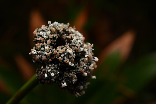 Paepalanthus costaricensis