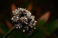 Paepalanthus costaricensis