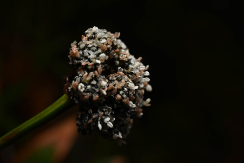 Paepalanthus costaricensis, photograph 1