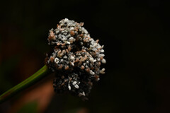 Paepalanthus costaricensis, photograph (c) Anders Hastings, some rights reserved (CC BY)