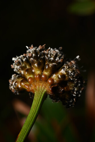 Paepalanthus costaricensis, photograph 2