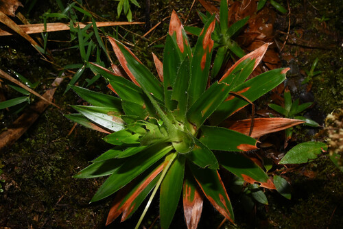 Paepalanthus costaricensis, photograph 3