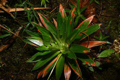 Paepalanthus costaricensis, photograph (c) Anders Hastings, some rights reserved (CC BY)