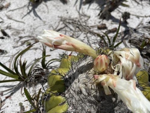 Discocactus placentiformis