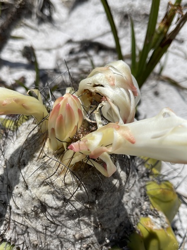 Discocactus placentiformis