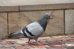 Columba livia domestica