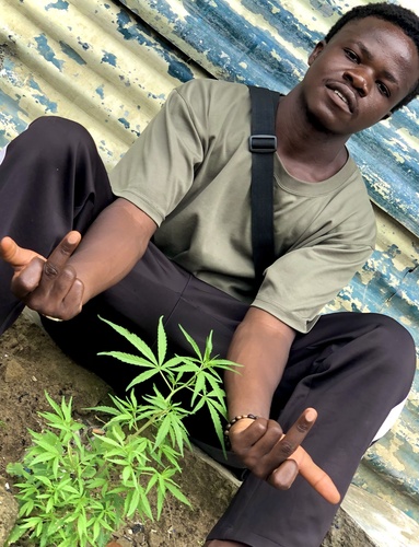 Cannabis sativa iNat (3)