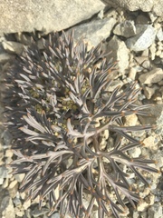 Lignocarpa carnosula