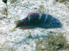 Halichoeres radiatus