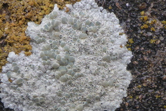 Lecanora valesiaca