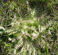 Cirsium scariosum congdonii