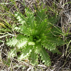 Cirsium scariosum congdonii