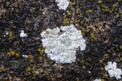 Lecanora valesiaca