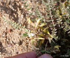 Astragalus lentiginosus semotus