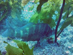 Chirodactylus spectabilis