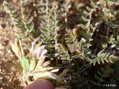 Astragalus lentiginosus semotus