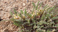 Astragalus lentiginosus semotus