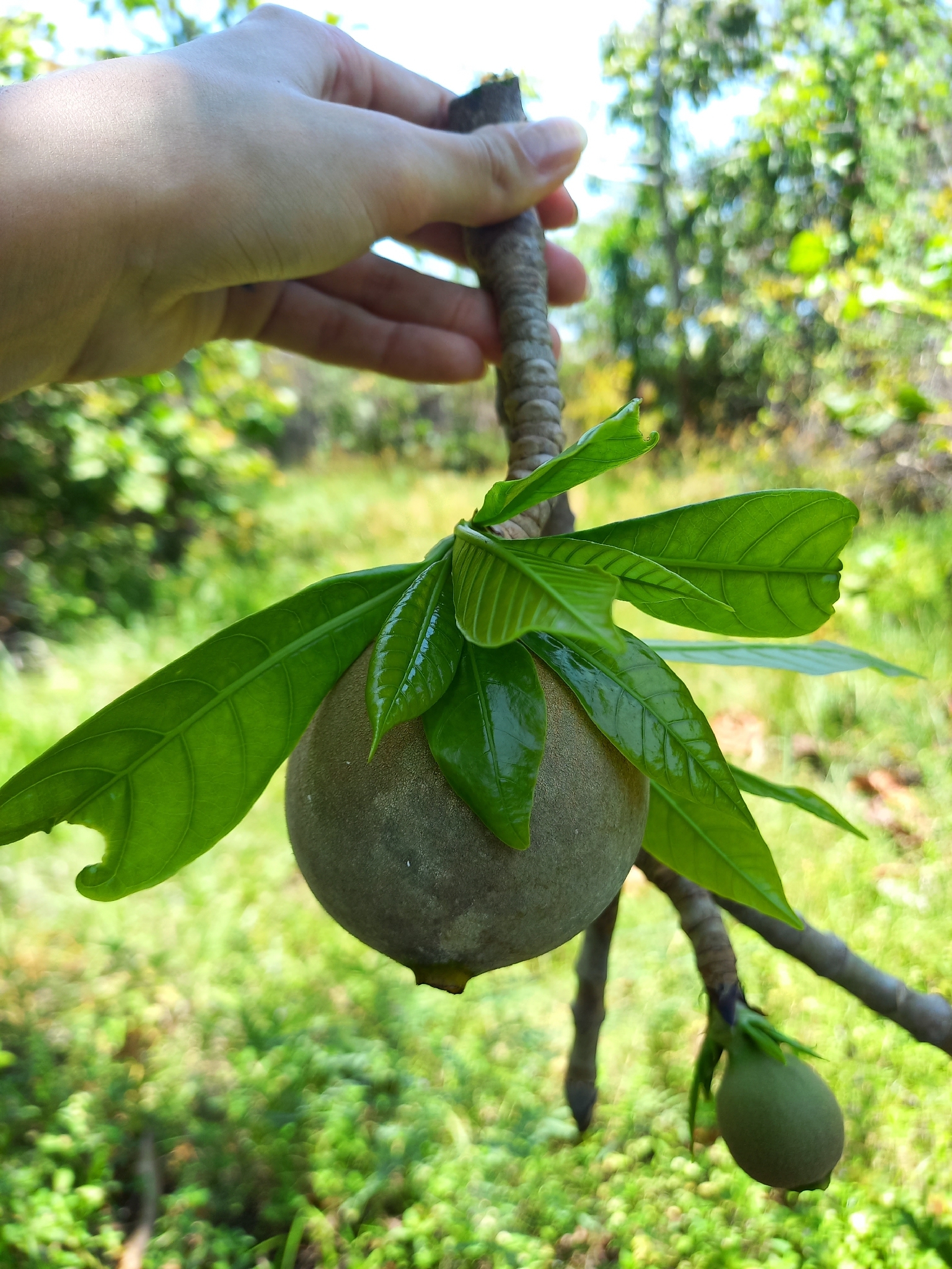 Genipa americana