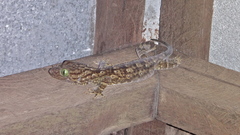 Gekko albofasciolatus