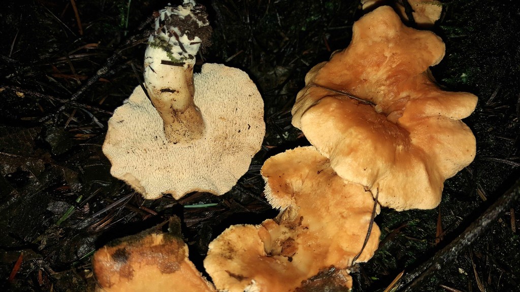 Hydnum melitosarx