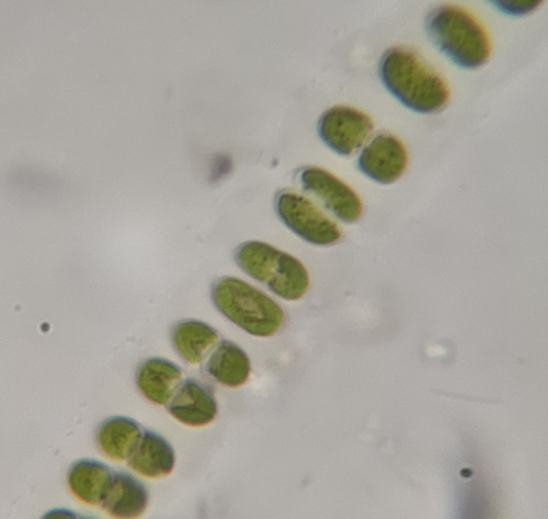 Microsporaceae