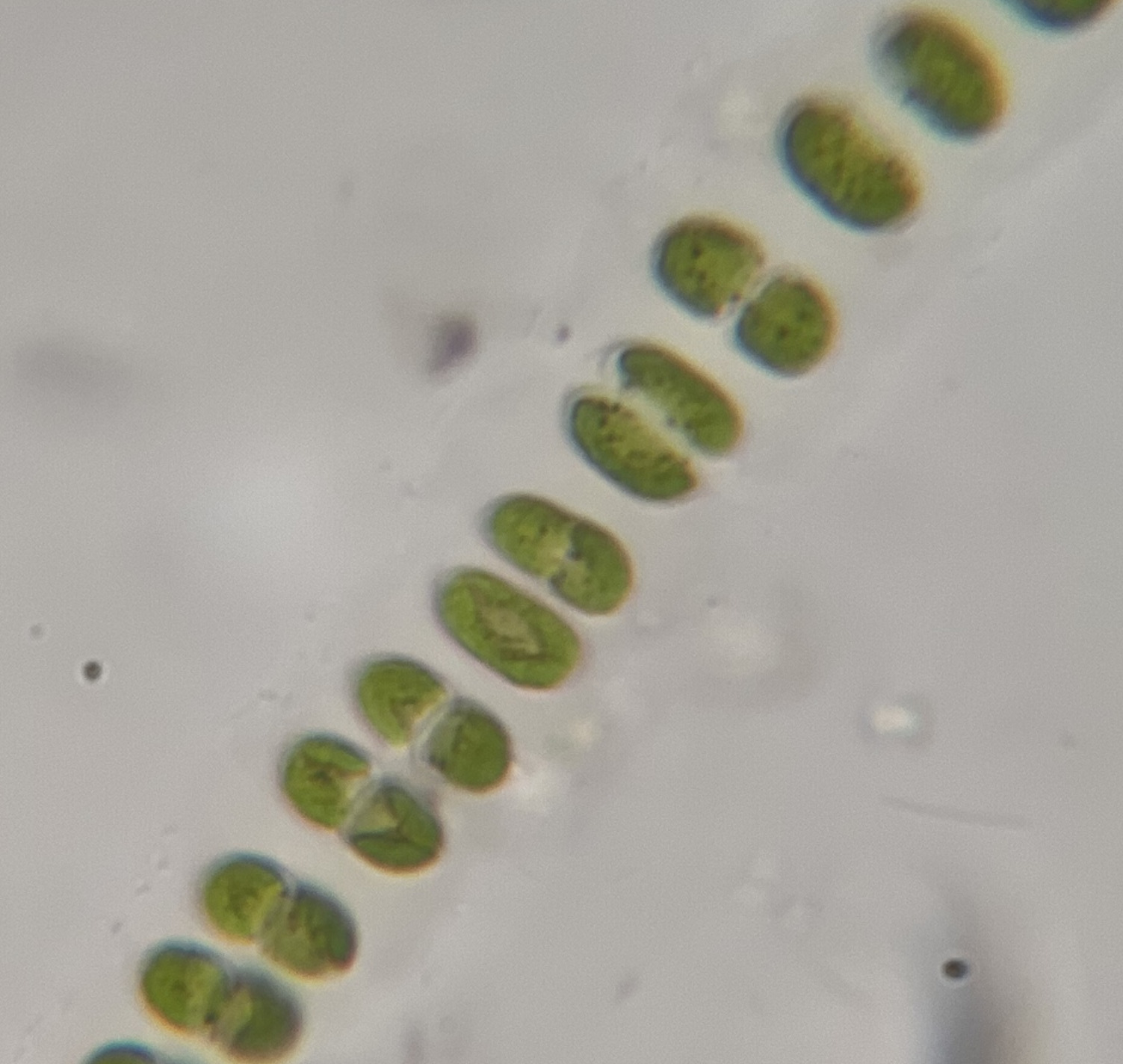 Microsporaceae