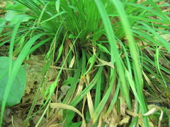 Carex backii