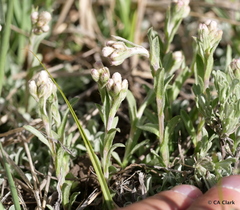 Antennaria rosea rosea