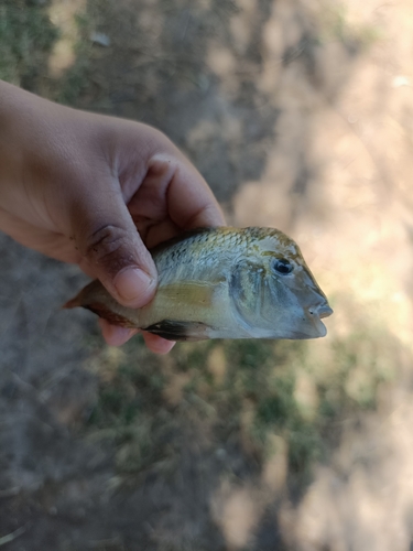 Southern eartheater (Gymnogeophagus australis) — Cichlidae