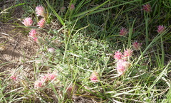 Trifolium andersonii